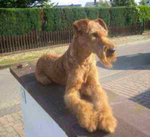 Irish Terrier Zucht
Inka auf Mauer