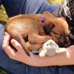 R-Wurf  Irish Terrier Welpe  Ruby