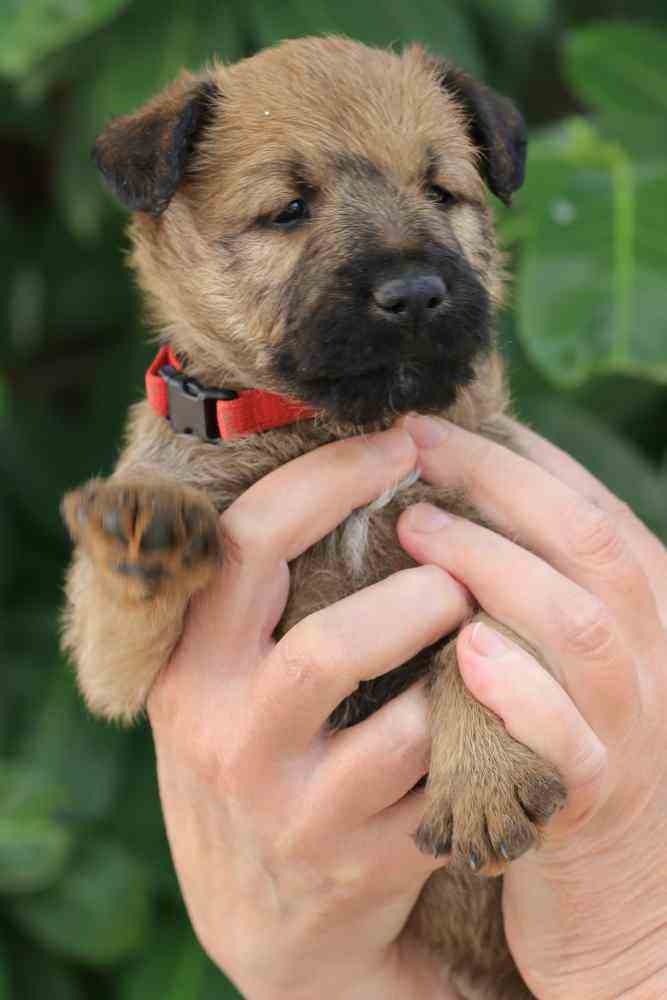 R-Wurf  Irish Terrier Welpe  Ronja