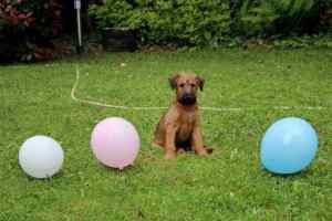 R-Wurf Irish Terrier Welpen Ausflug mit Luftballons
