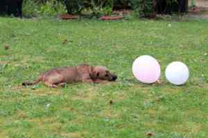 R-Wurf Irish Terrier Welpen Ausflug mit Luftballons