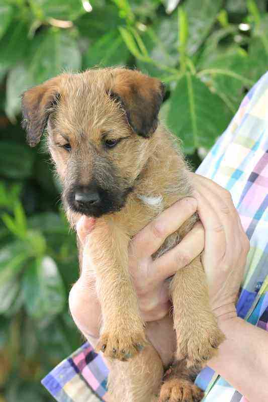 R-Wurf  Irish Terrier Welpe Ronja 7 Wochen