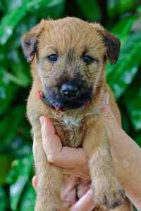 Irish Terrier Welpe Kopffoto