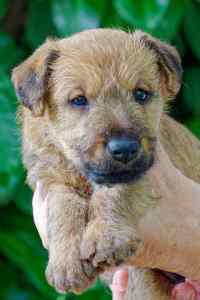 Irish Terrier Welpe Kopffoto