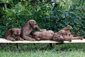 Irish Terrier Welpen vom Huertgenwald