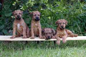 Irish Terrier Welpen vom Huertgenwald