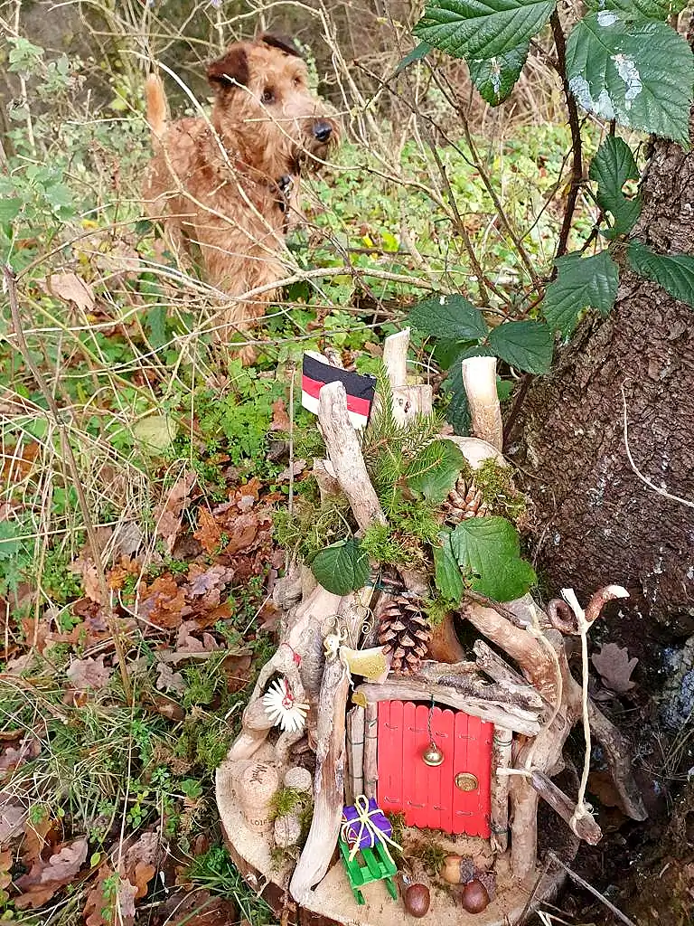 Irish Terrier Rusty im Wichtelwald