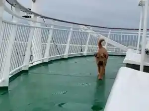 Irish Terrier Urlaub