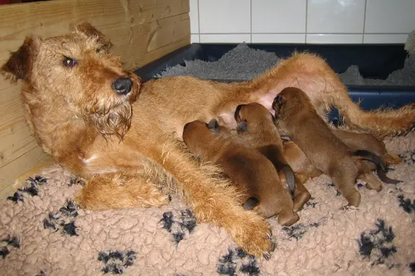 Irish Terrier vom Hürtgenwald