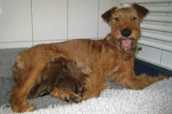 Irish Terrier vom Hürtgenwald