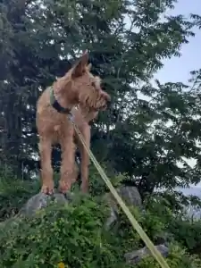 Irish Terrier vom Hürtgenwald