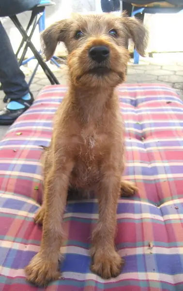 Irish Terrier vom Hürtgenwald