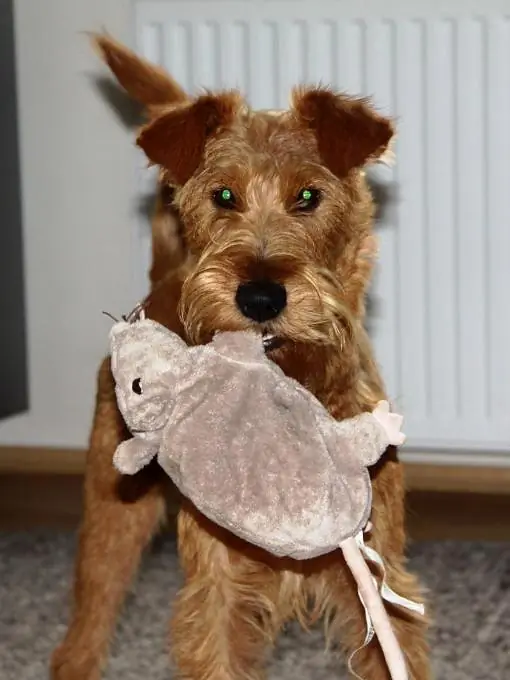 Irish Terrier vom Hürtgenwald