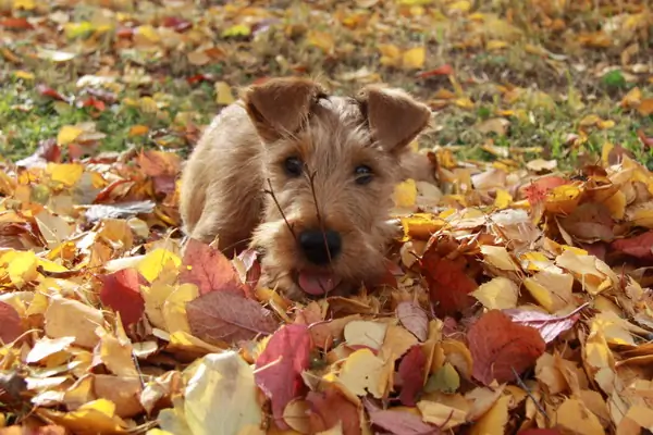 Irish Terrier vom Hürtgenwald