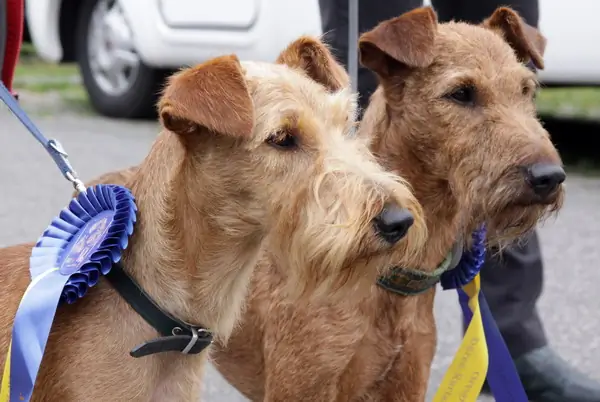 Irish Terrier vom Hürtgenwald