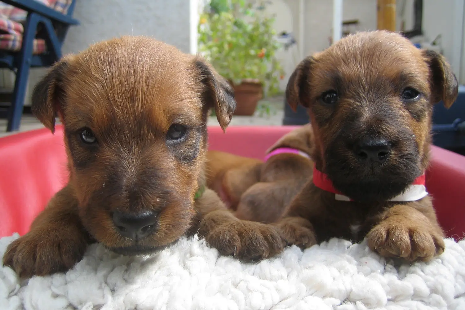 Irish Terrier vom Hürtgenwald