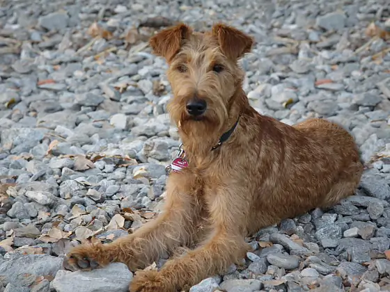 Irish Terrier vom Hürtgenwald