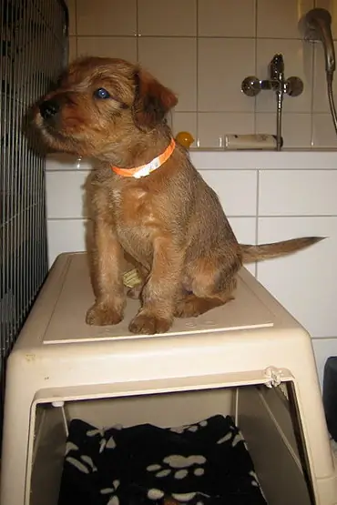 Irish Terrier vom Hürtgenwald