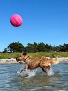 Itrish Terrier vom Hürtgenwald