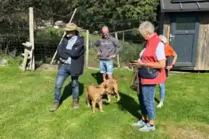 Irish Terrier vom Hürtgenwald Treffen