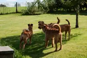 Irish Terrier vom Hürtgenwald Zucht