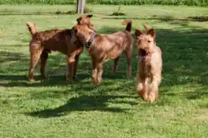 Irish Terrier vom Hürtgenwald Zucht