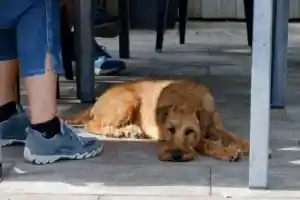 Irish Terrier vom Hürtgenwald Zucht