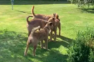 Irish Terrier vom Hürtgenwald Zucht